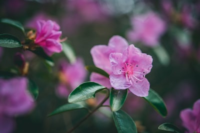 粉红色的花朵在透镜倾斜转变
